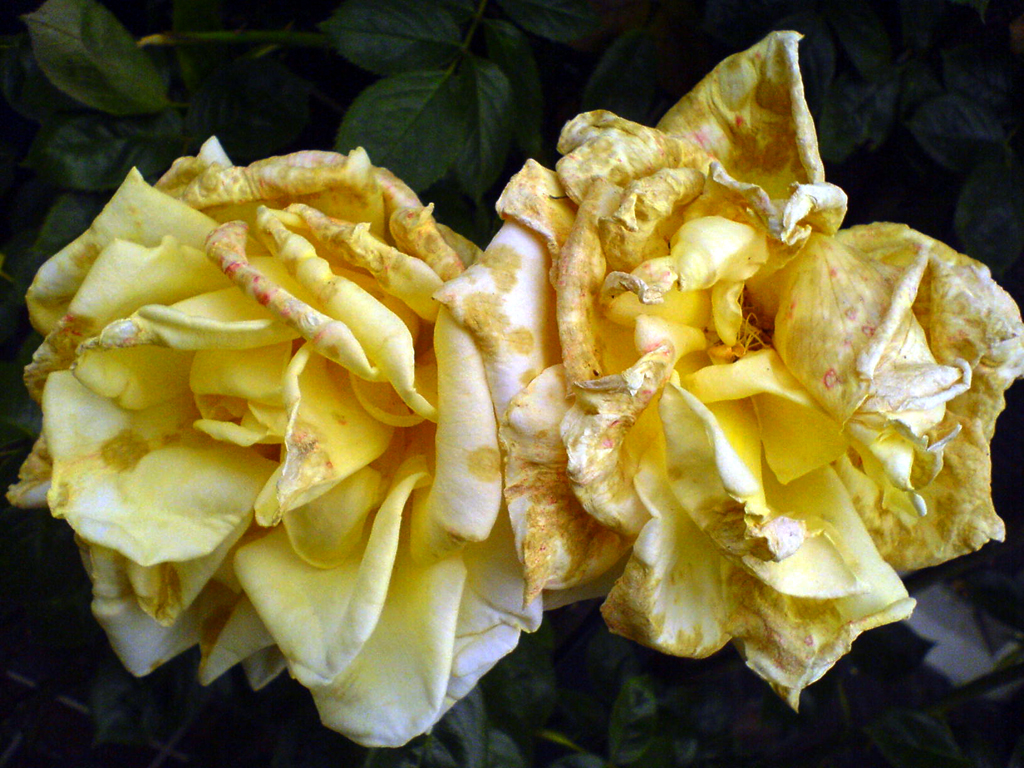 2008-0578 oude rozen