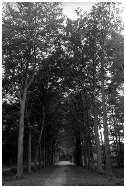 [1985]-070-21 mastbos breda GUSTAVE PETIT