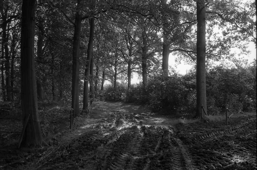 [1985]-070-31 mastbos FOTO GUSTAVE PETIT