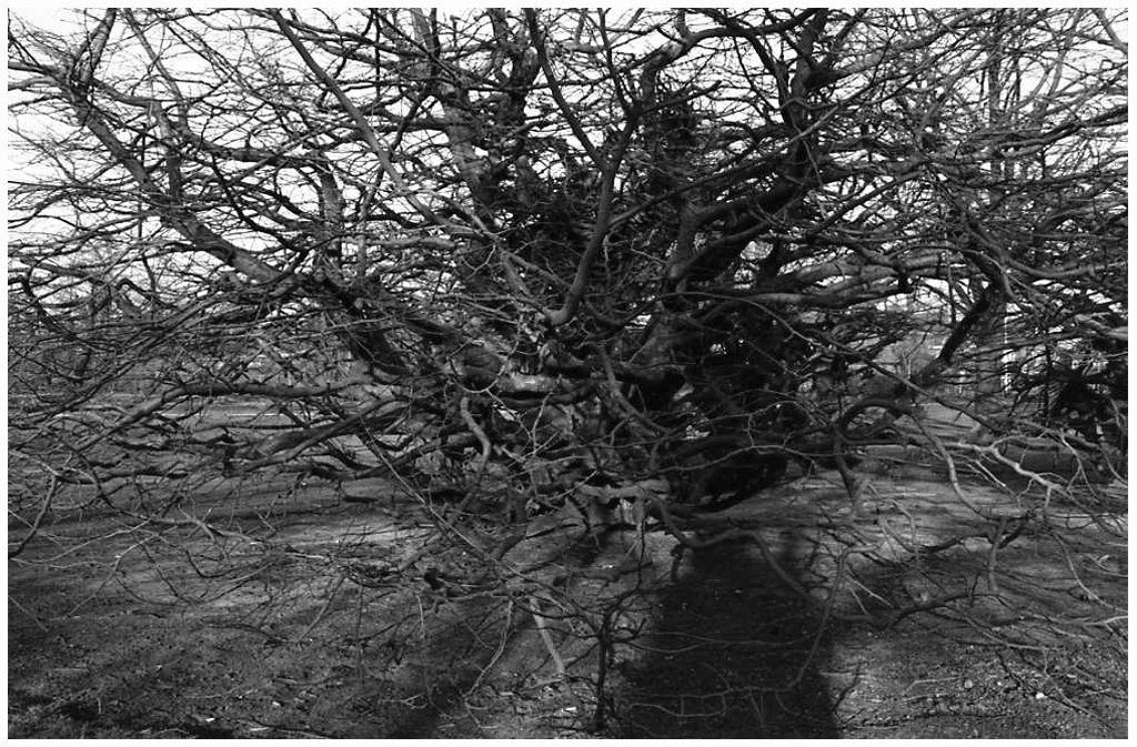 [1983]-44-24 boom sonsbeeck breda FOTO GUSTAVE PETIT