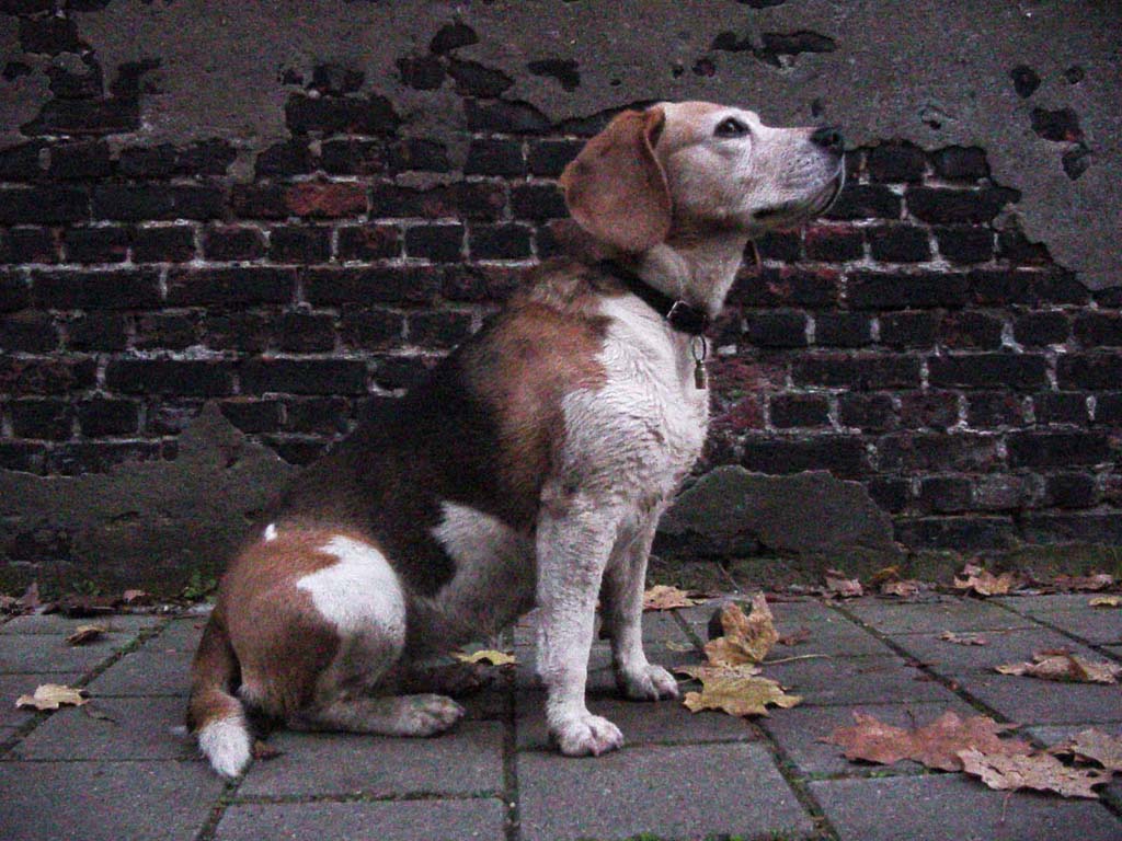 2004-xxxx his masters voice FOTO GUSTAVE PETIT