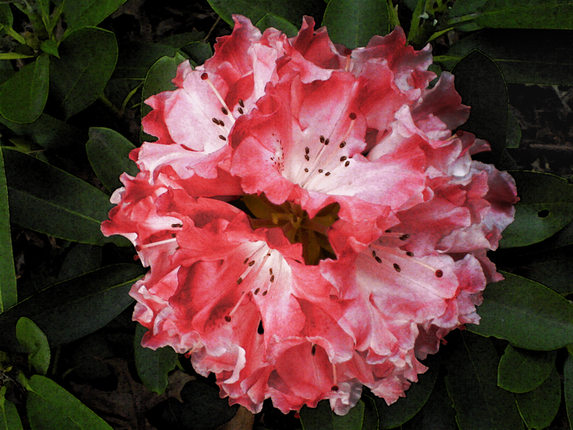 2008-530 rhododendron FOTO GUSTAVE PETIT