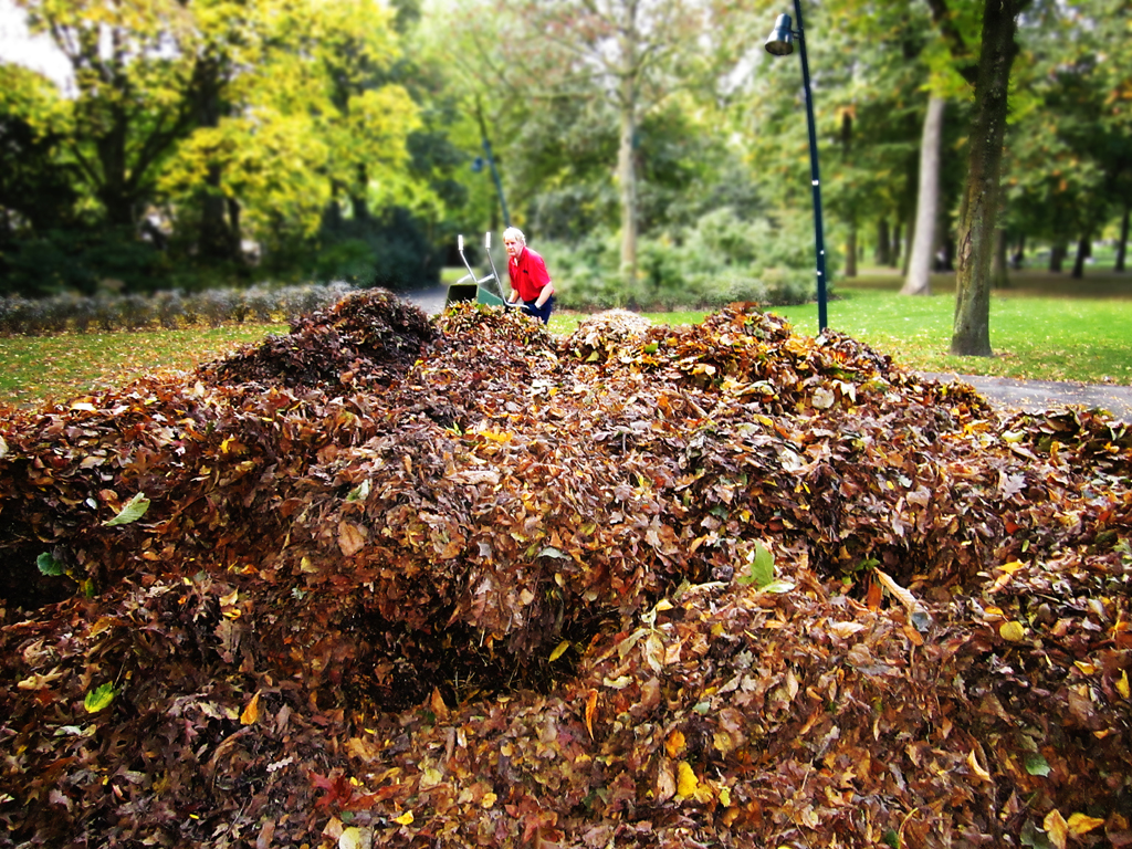 2014-1237 Valkenb bladeren FOTO GUSTAVE PETIT