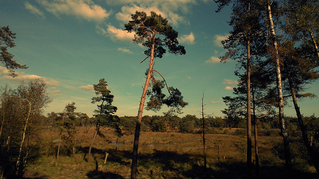2015 slimfoon savanne strijbeekse heide PHOTO GUSTAVE PETIT