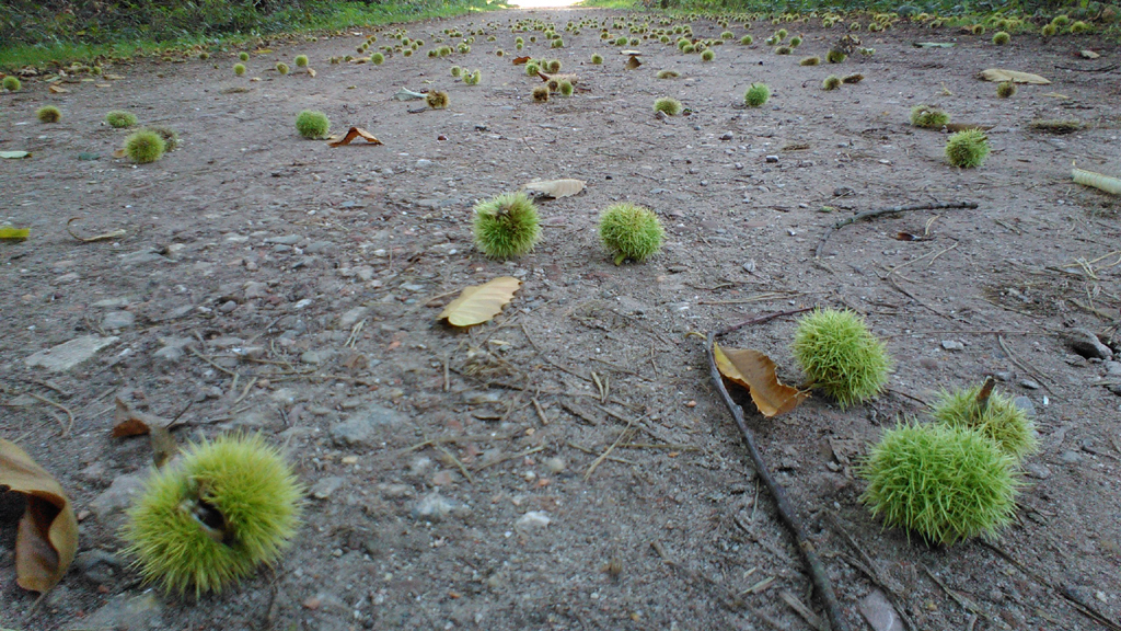 2015 slimfooon kastanjes pad