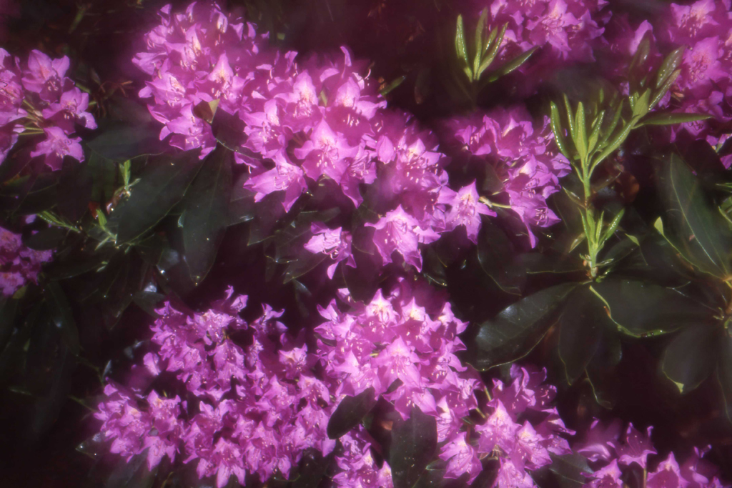 1986 rhodondendron PHOTO GUSTAVE PETIT