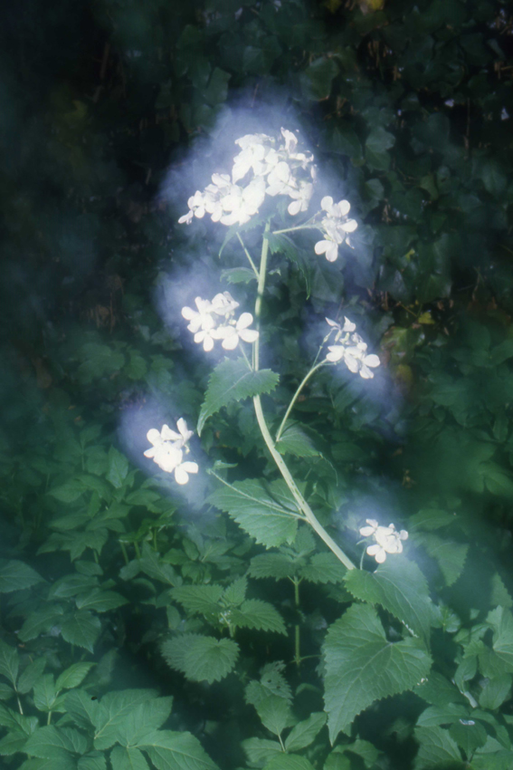 1986 look-zonder-look PHOTO GUSTAVE PETIT