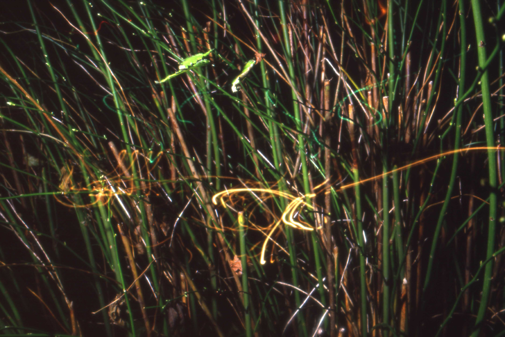 1986 stengels PHOTO GUSTAVE PETIT