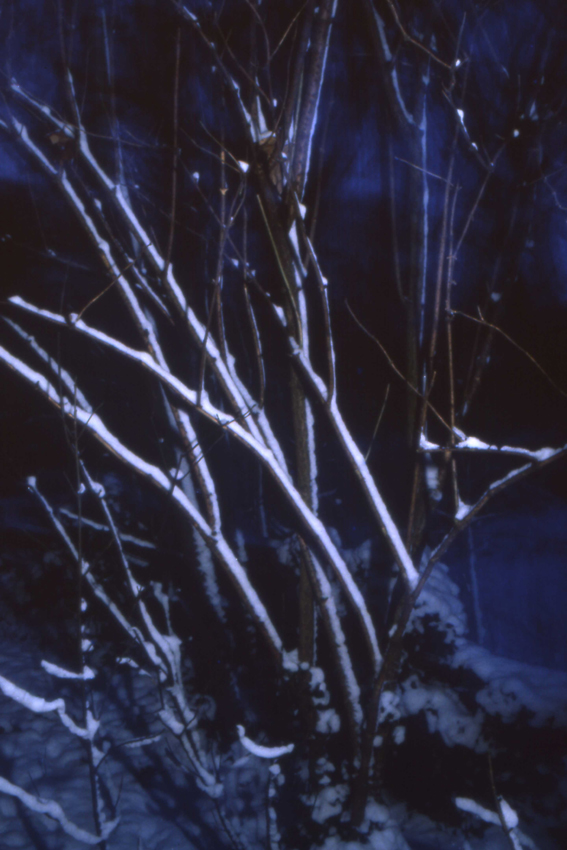 1986 Y7-003 takken sneeuw PHOTO GUSTAVE PETIT