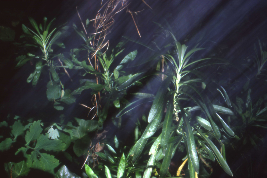 1986 jakobsladder PHOTO GUSTAVE PETIT