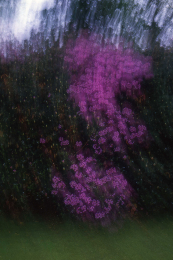 1986 rhododendron PHOTO GUSTAVE PETIT